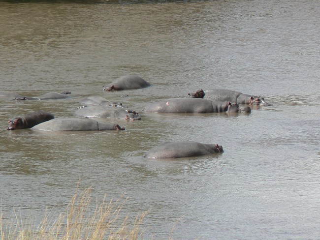 08. Safari Kenya - hipopotami