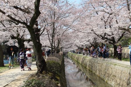 04. Sakura on Philosophers Path- Kyoto