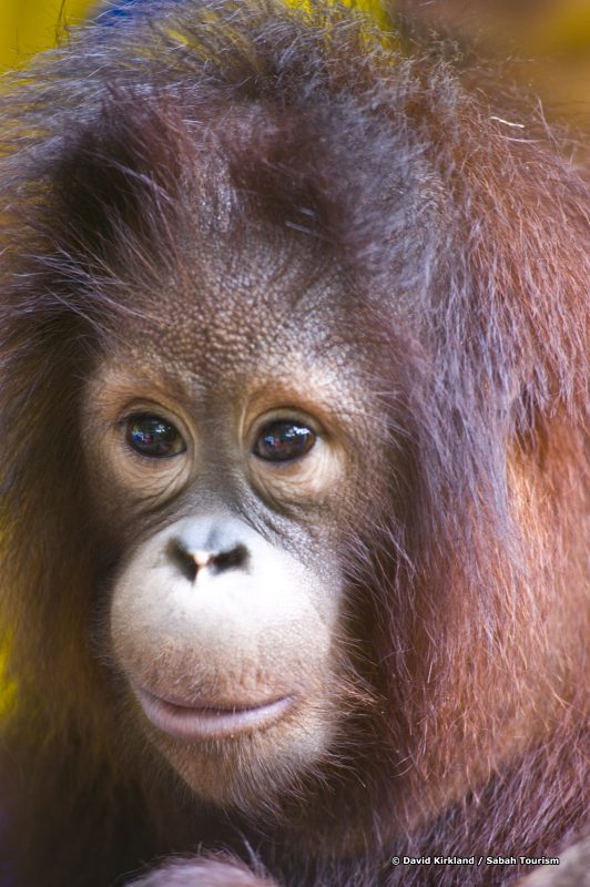 DavidKirkland_orang utan