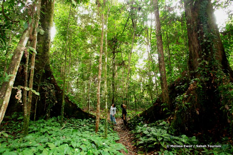 mewot_jungle trekking