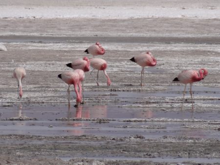 10. Flamingo Bolivia