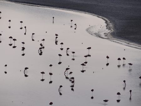 12. Flamingo dimineata