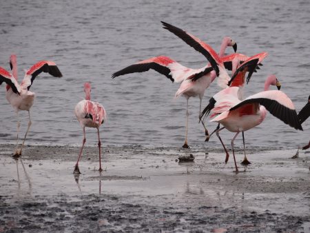 15. Flamingo in zbor