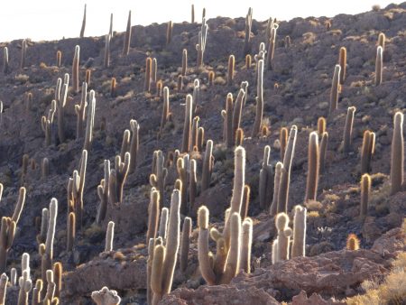 23. Padure de cactusi