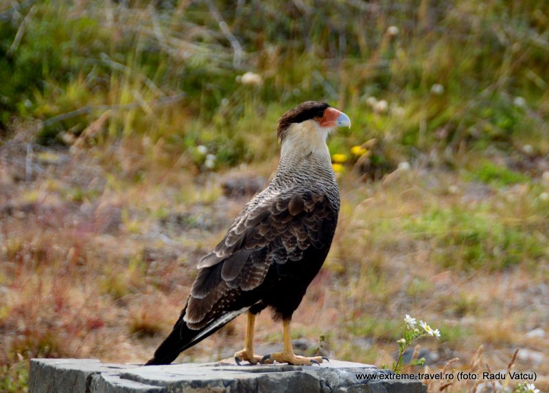 27. Pasare Carretera Austral