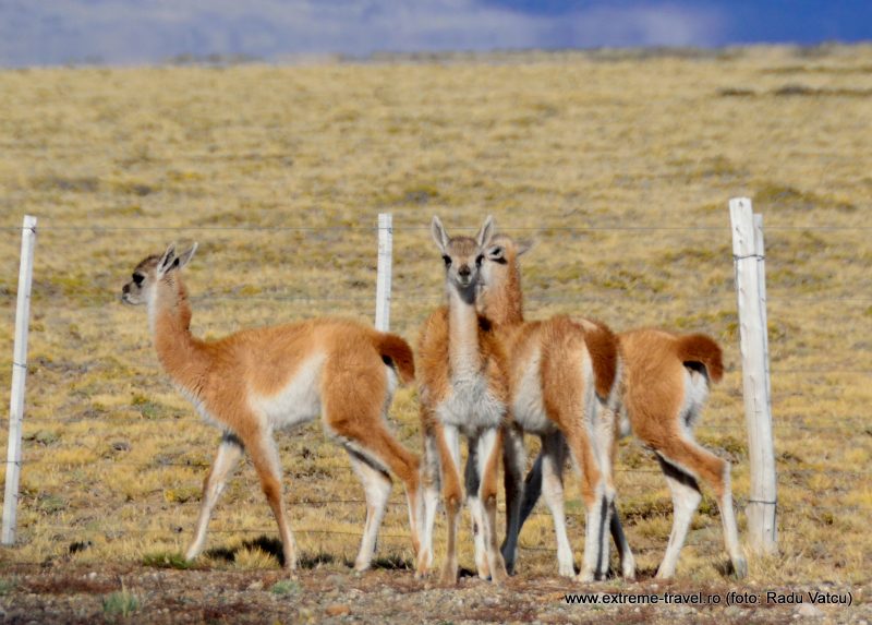 29. Vicuna pe Carretera Austral
