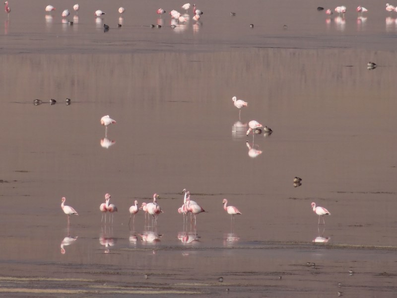 11. Flamingo Bolivia