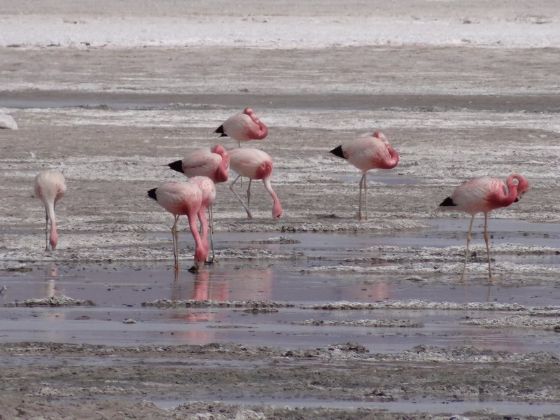 26. Flamingo