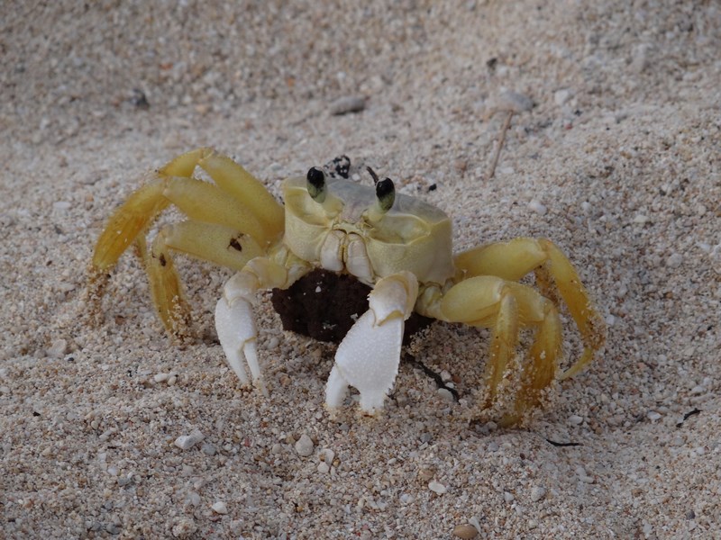 38. Crab