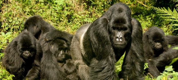 17. Gorile Uganda
