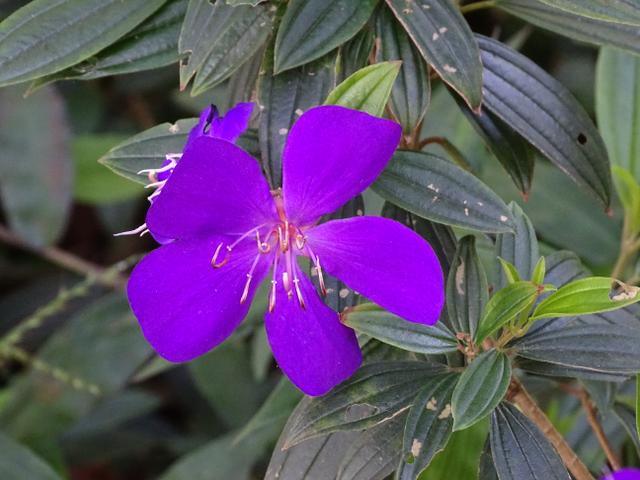 33-floare-taiwan