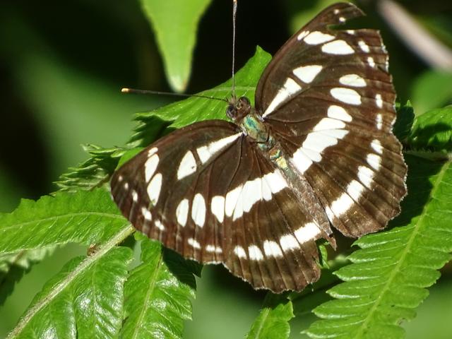 54-fluture-taiwan