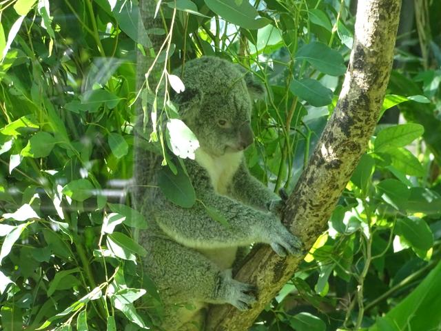 70-koala