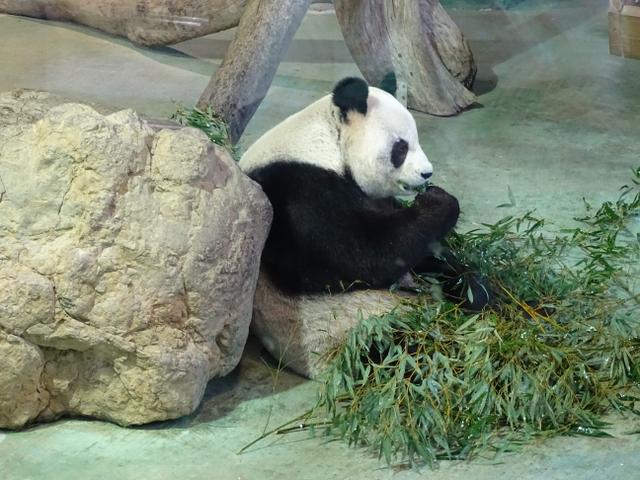 71-panda