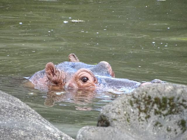 73-hipopotam