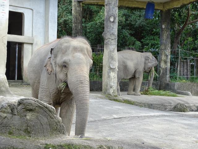 74-elefant
