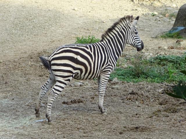 76-zebra