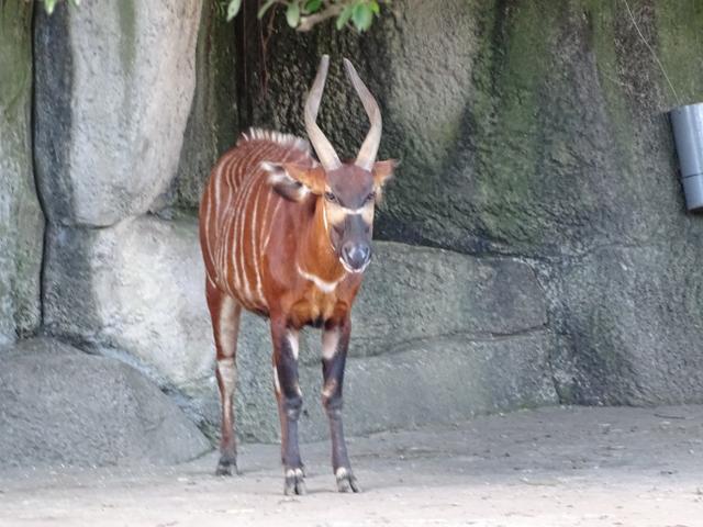 77-vaca-vargata