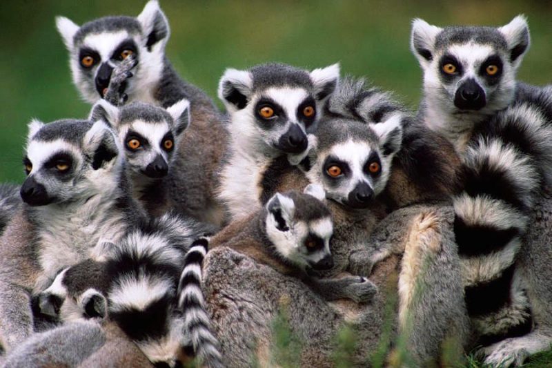 02. Lemuri