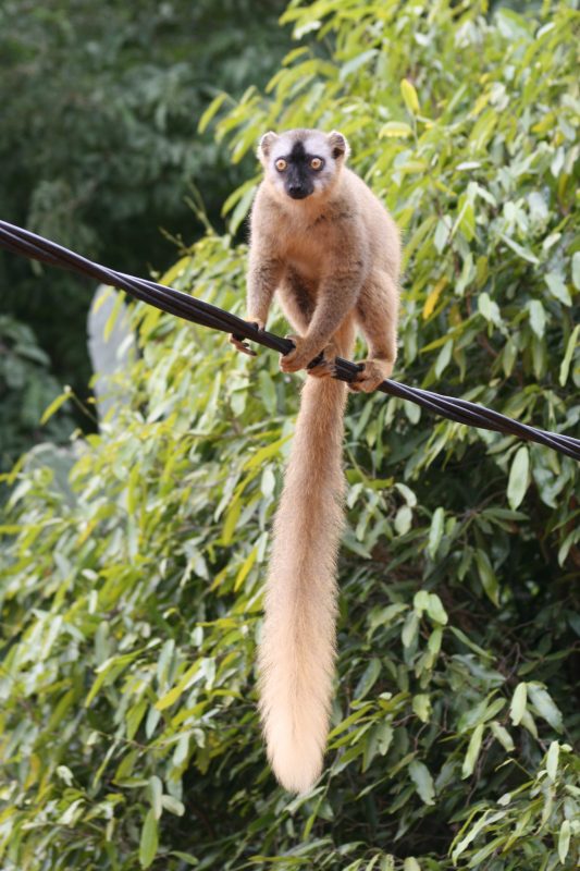 03. Lemur