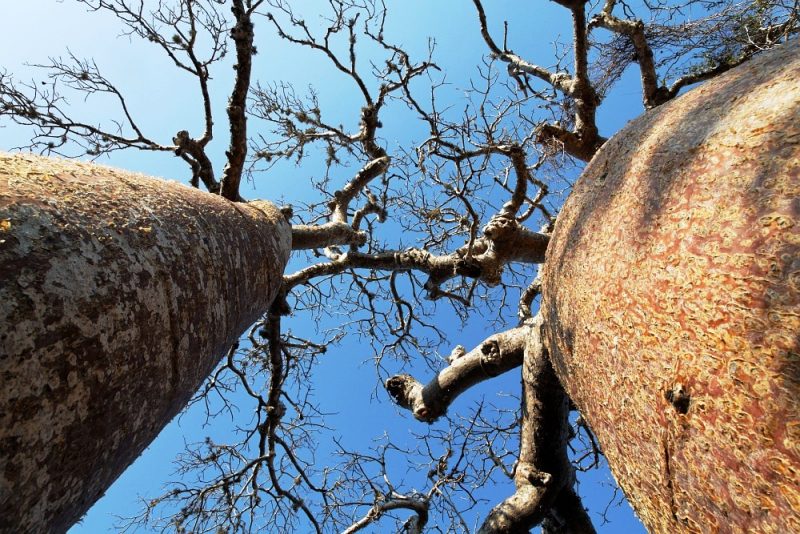 05. Baobab