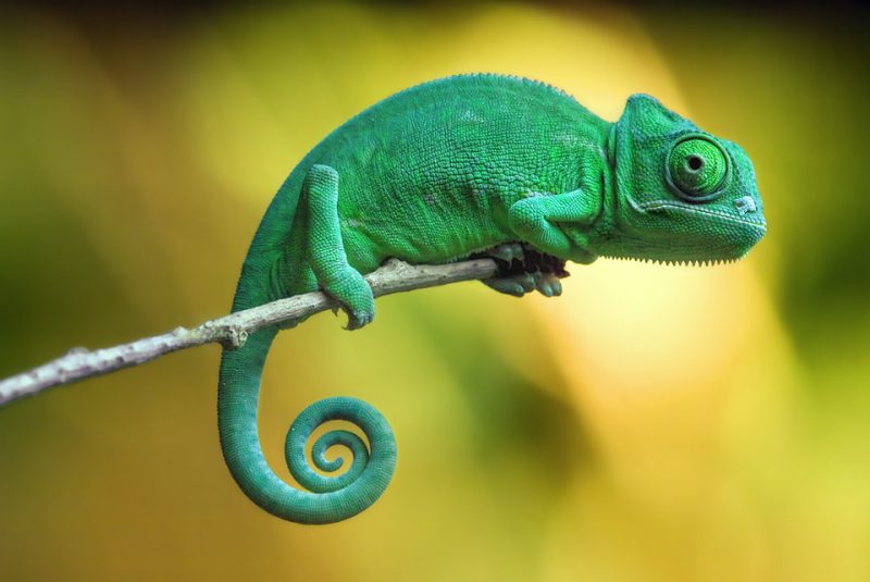 10. Cameleon