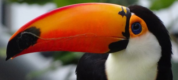 06. Tucan