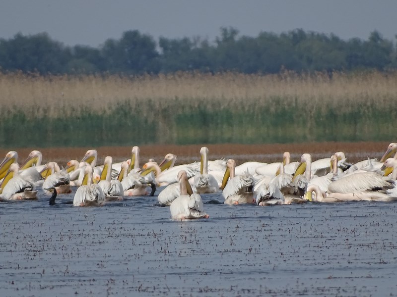 34. Pelicani in Delta