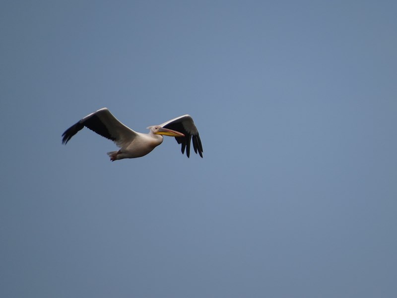 35. Pelican in zbor