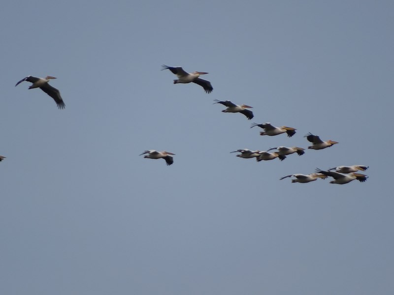 36. Escadrila pelicani