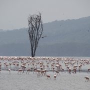 25. Nakuru Flamingo