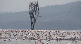 25. Nakuru Flamingo