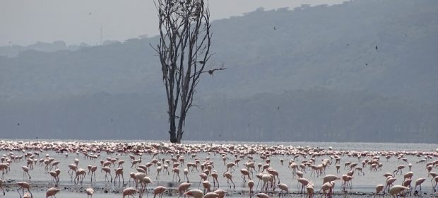 25. Nakuru Flamingo