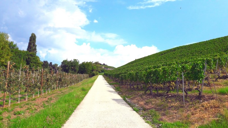 . Lavaux Podgorii