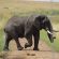 37. Elefant Masai Mara