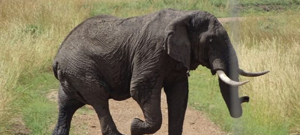 37. Elefant Masai Mara