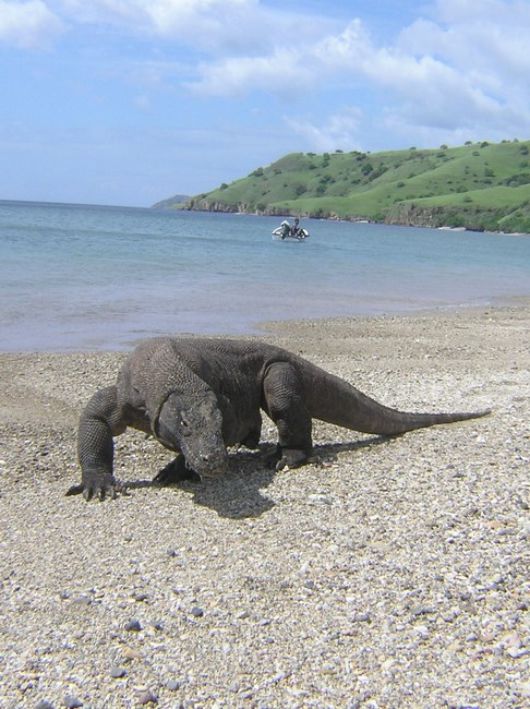 . Dragon Komodo Copy