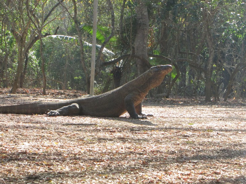 . Komodo Dragon Copy