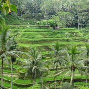 . Orezarii Bali