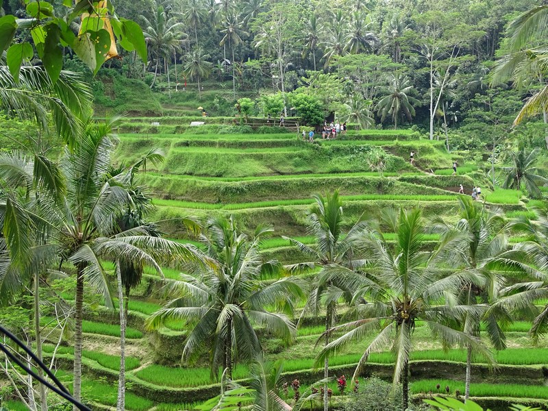 . Orezarii Bali