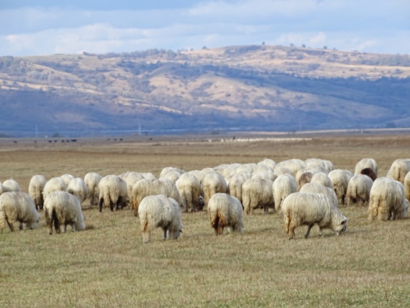 Tara Fagarasului