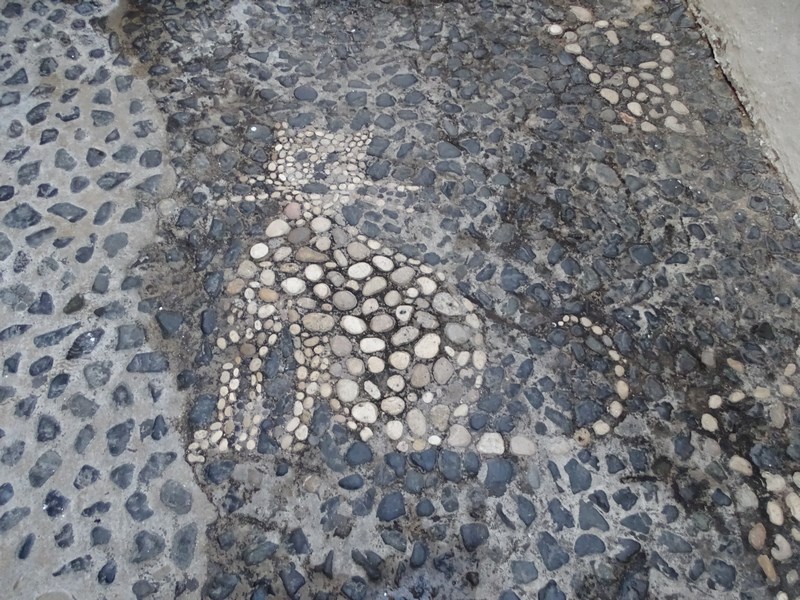Pisica Spaniola