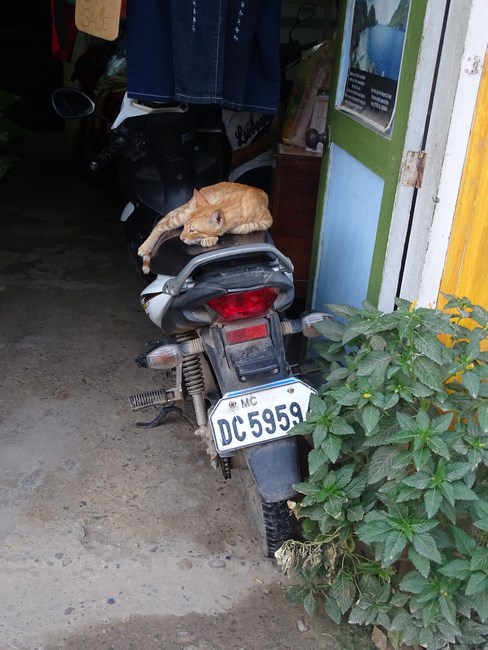 Pisica El Nido