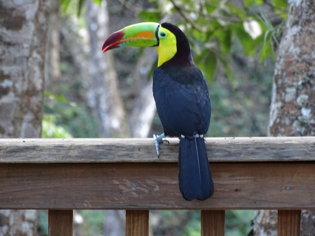 Tucan