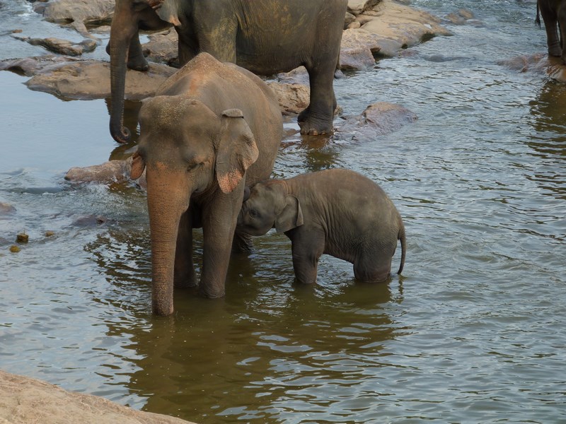Elefanti Sri Lanka