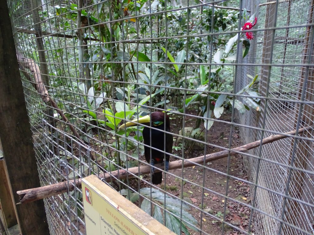 Tucan Inchis