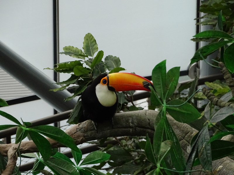 Tucan