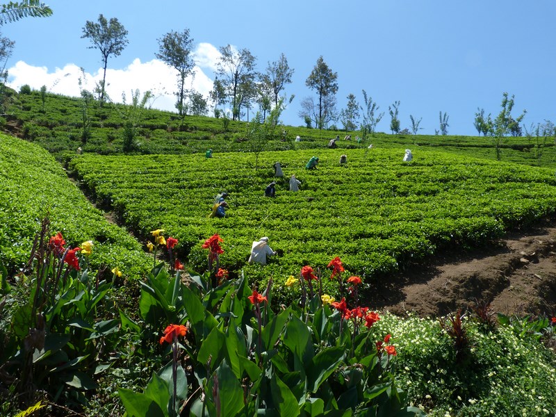 Plantatii Ceai Sri Lanka
