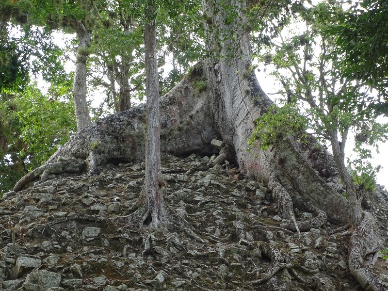 Copaci Peste Ruine