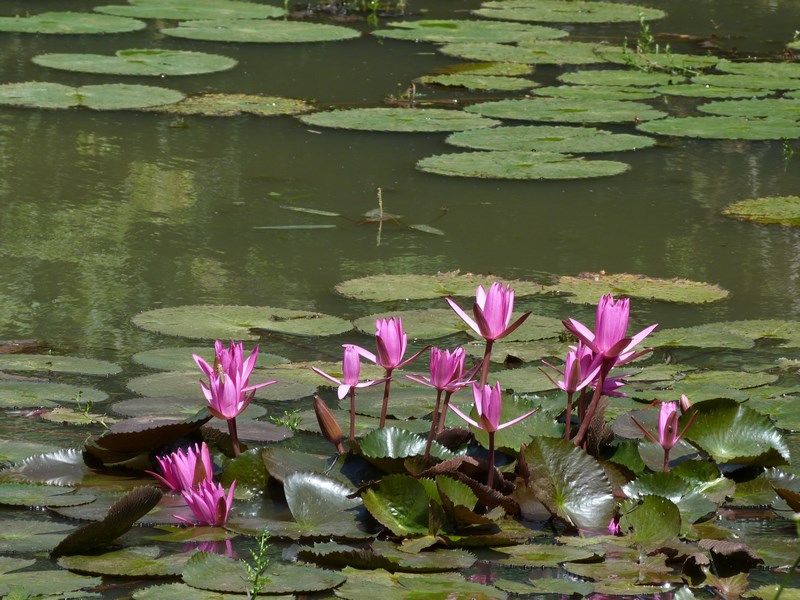 Lotus